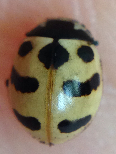 iNaturalist observation photo of American Three-banded Lady Beetle