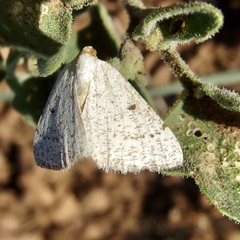 Taeniogramma mendicata