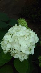 Hydrangea