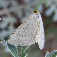Taeniogramma mendicata