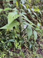 Gonzalagunia hirsuta