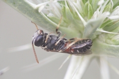 Lasioglossum interruptum