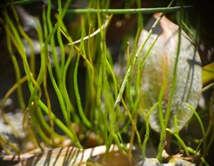 Pilularia globulifera