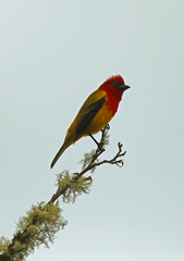 Piranga rubriceps