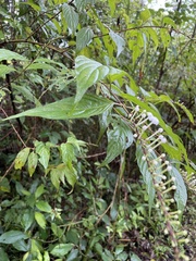 Gonzalagunia hirsuta