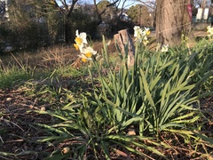 Narcissus tazetta