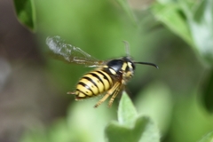 Dolichovespula alpicola