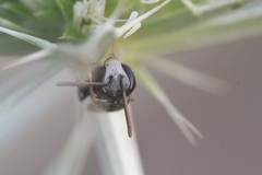 Lasioglossum interruptum