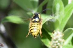 Dolichovespula alpicola