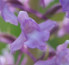 Gymnadenia densiflora