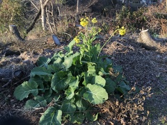 Brassica rapa