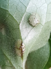 Puccinia asarina