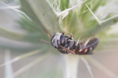Lasioglossum interruptum