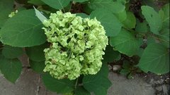 Hydrangea