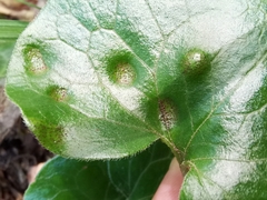 Puccinia asarina