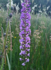Gymnadenia densiflora