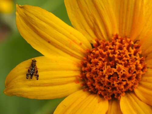 iNaturalist observation photo of Sunflower Seed Maggot