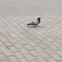 Columba livia domestica