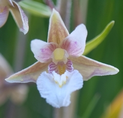 Epipactis palustris