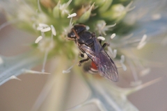 Lasioglossum interruptum