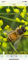 Apis mellifera