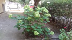 Hydrangea