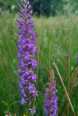 Gymnadenia densiflora
