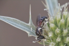 Lasioglossum interruptum