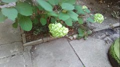 Hydrangea