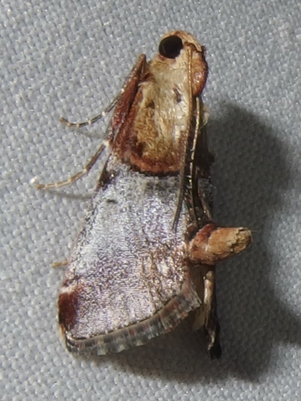 Yellow-based Cacozelia