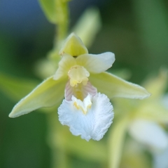 Epipactis palustris