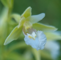 Epipactis palustris