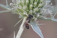 Lasioglossum interruptum