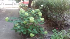 Hydrangea