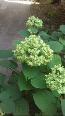 Hydrangea