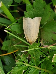 Zelotherses paleana