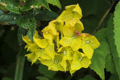 Calceolariaceae