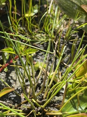 Pilularia globulifera