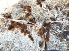 Xanthium strumarium canadense