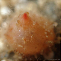 Metandrocarpa taylori