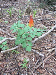 Aquilegia elegantula