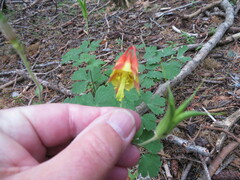 Aquilegia elegantula