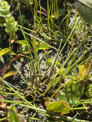 Pilularia globulifera