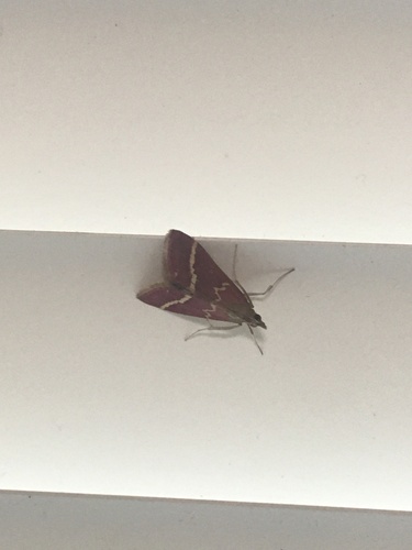 Volupial Mint Moth photo 5