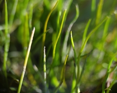 Pilularia globulifera