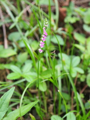 Spiranthes sinensis