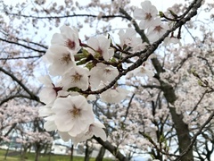 Prunus × yedoensis