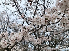Prunus × yedoensis