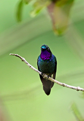 Heliangelus viola