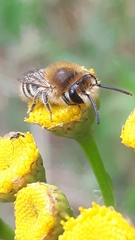 Colletes